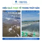 Bột khử khuẩn Chloramine B